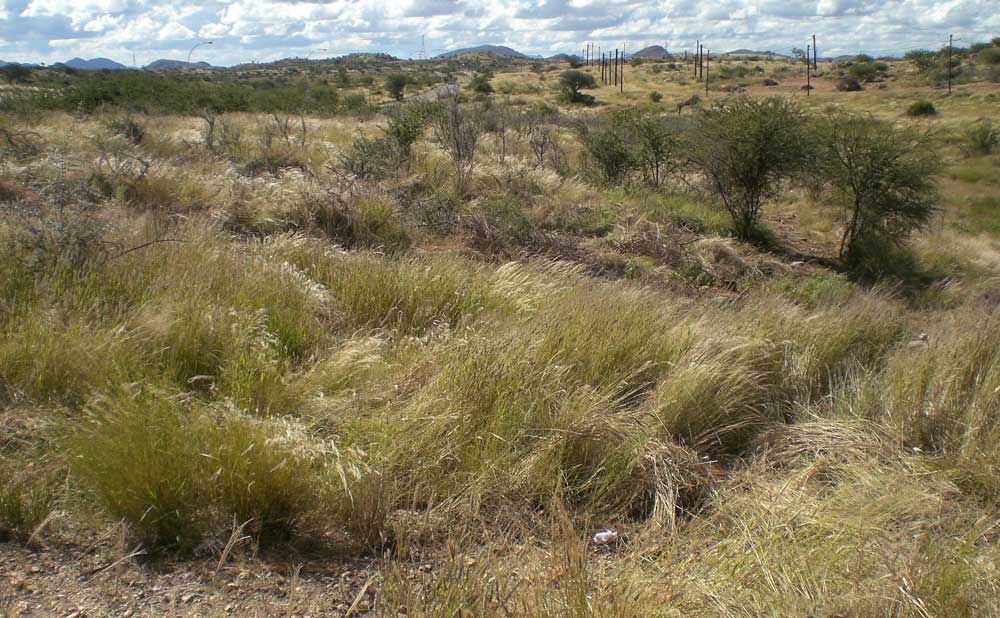 Mammadù 2010 - Acquisto del terreno